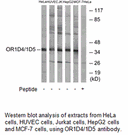 Product image for OR1D4/1D5 Antibody