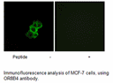 Product image for OR8B4 Antibody