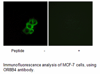 Product image for OR8B4 Antibody