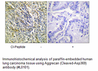 Product image for Aggrecan (Cleaved-Asp369) Antibody