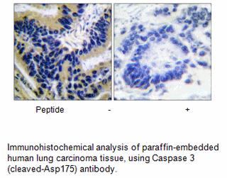 Product image for Caspase 3 (Cleaved-Asp175) Antibody