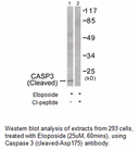 Product image for Caspase 3 (Cleaved-Asp175) Antibody
