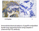 Product image for Caspase 3 (Cleaved-Asp175) Antibody