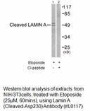Product image for Lamin A (Cleaved-Asp230) Antibody