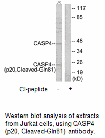 Product image for CASP4 (p20,Cleaved-Gln81) Antibody