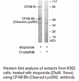 Product image for CFAB Bb (Cleaved-Lys260) Antibody