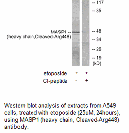 Product image for MASP1 (heavy chain,Cleaved-Arg448) Antibody