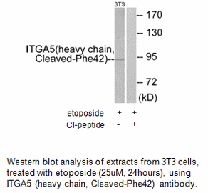 Product image for ITGA5 (heavy chain,Cleaved-Phe42) Antibody