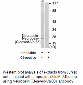 Product image for Neuropsin (Cleaved-Val33) Antibody