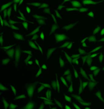 Fluo-3 AM in HHBS at 37°C for 1 hour