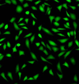 Fluo-4 AM in HHBS at 37°C for 1 hour