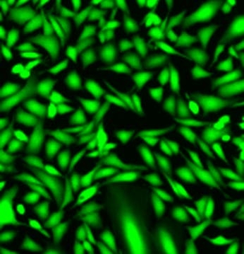 Fluo-8<sup>®</sup> AM in HHBS at 37°C for 1 hour