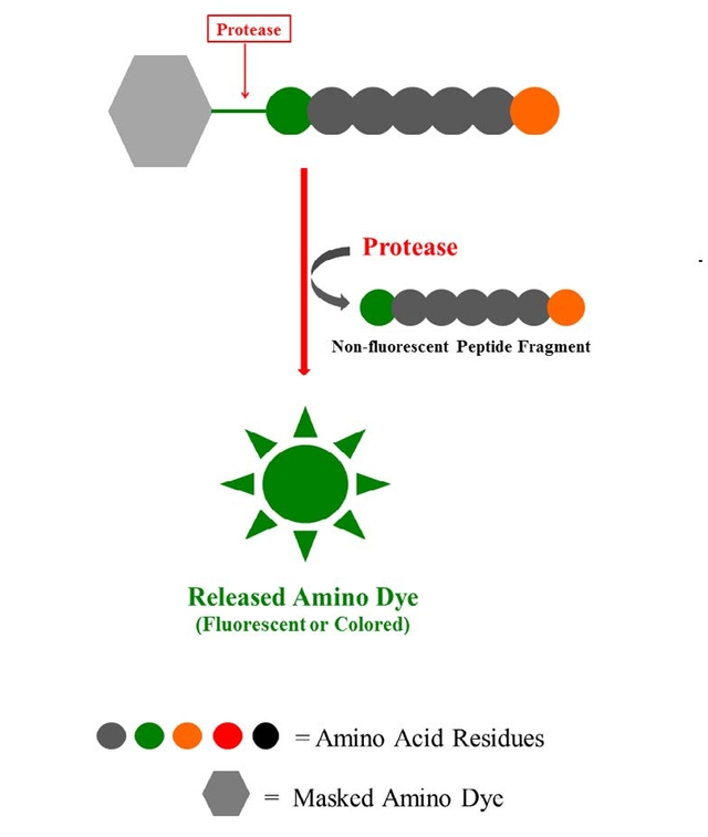 Caspase activity