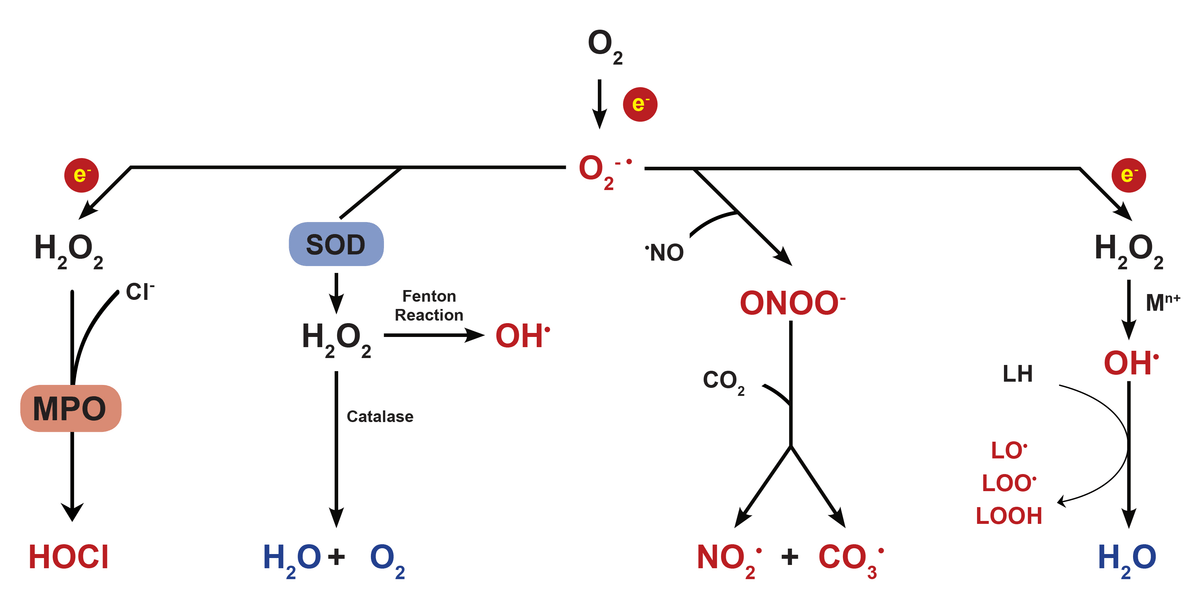 ROS Flow Chart