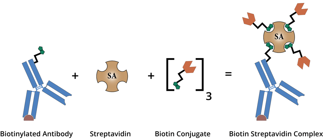 SA Biotin Diagram