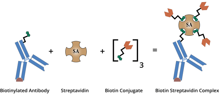 SA Biotin Diagram