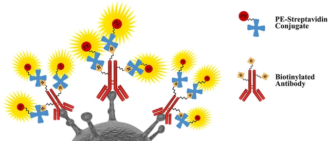 signal amplification by biotin-streptavidin formation