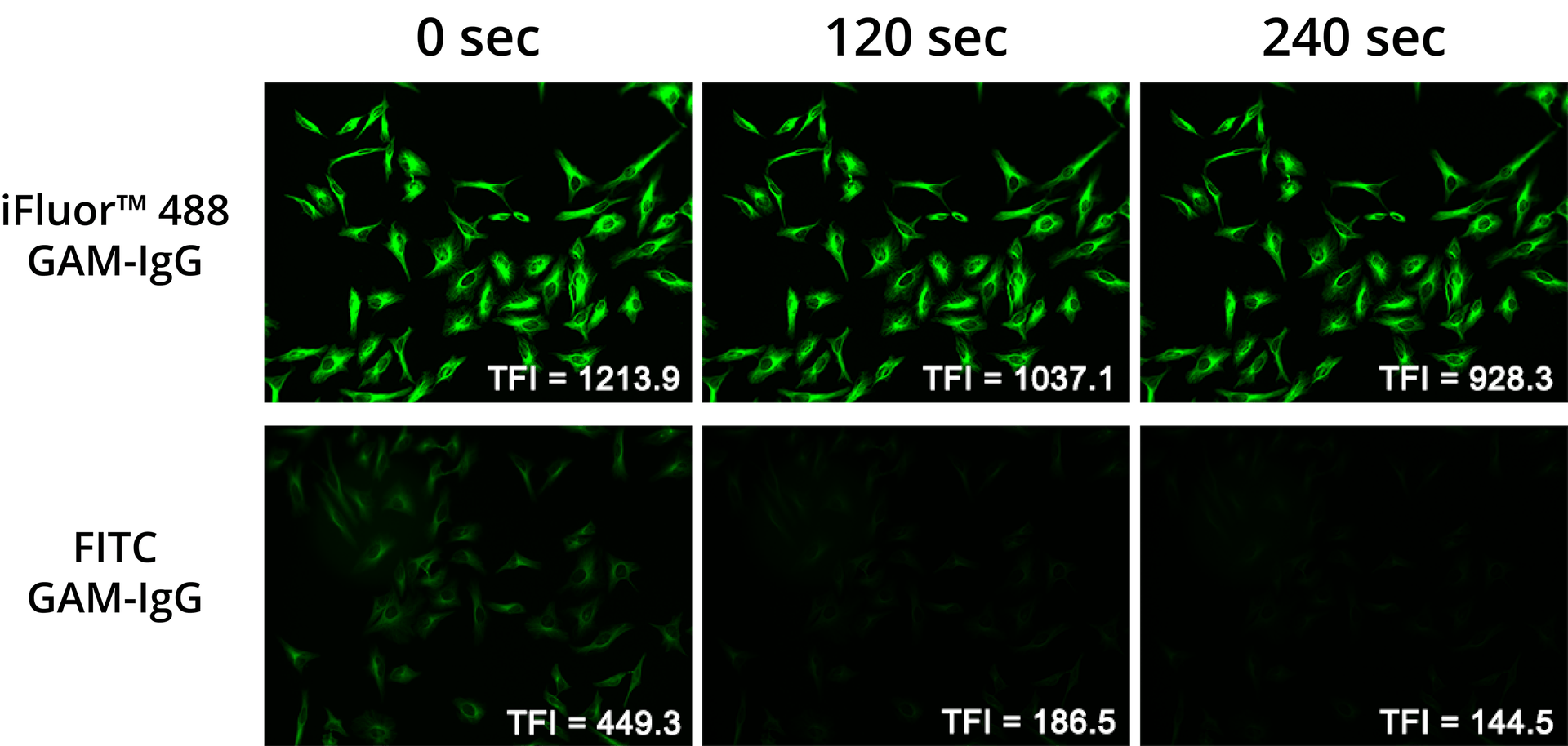 Photostability Comparison