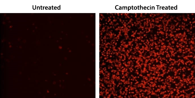 Images of Jurkat cells
