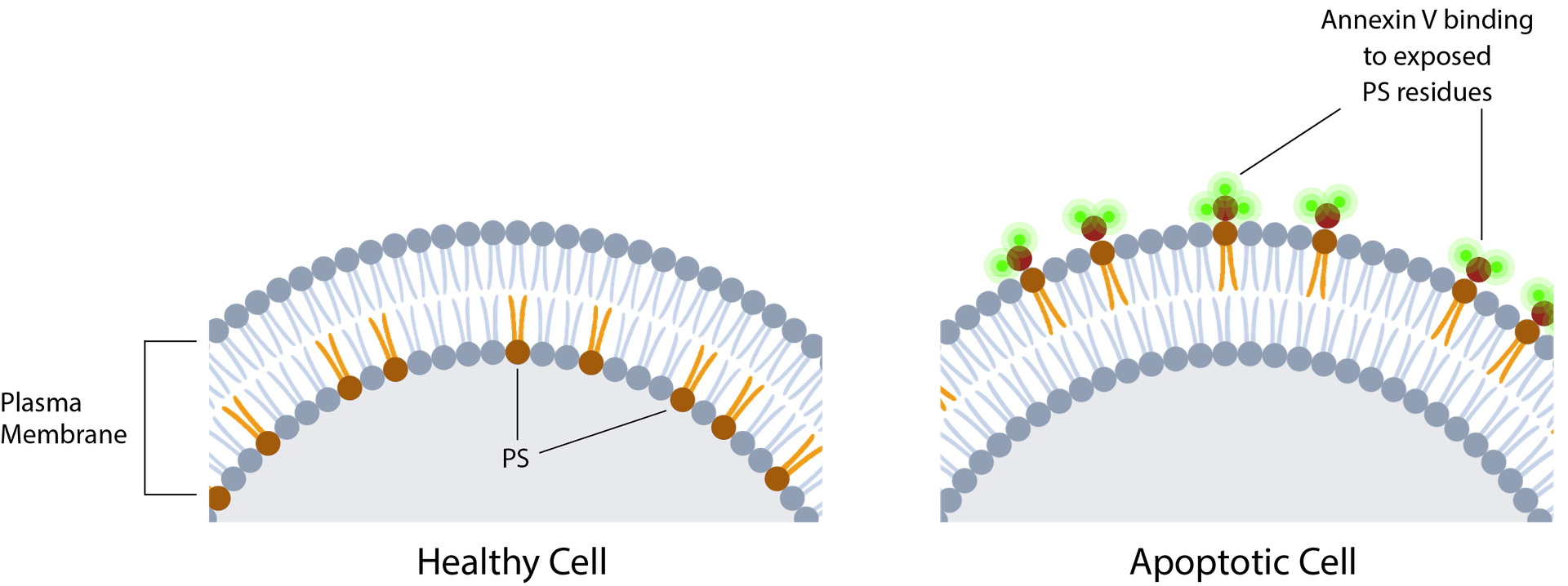 Annexin V conjugates
