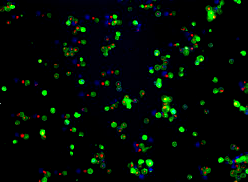 Fluorescence