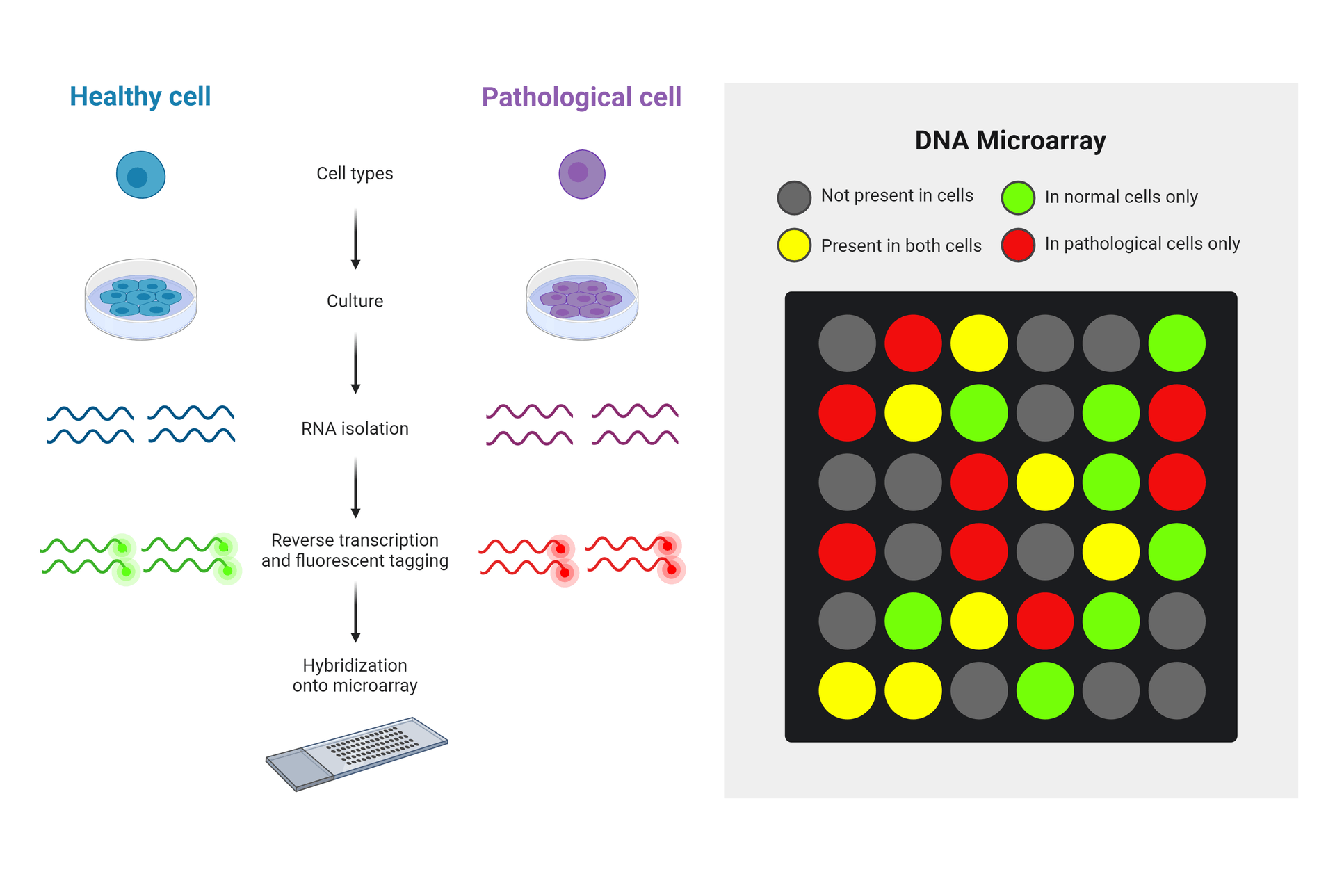 DNA microarray