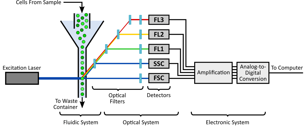 Schematic of a common flow cytometer