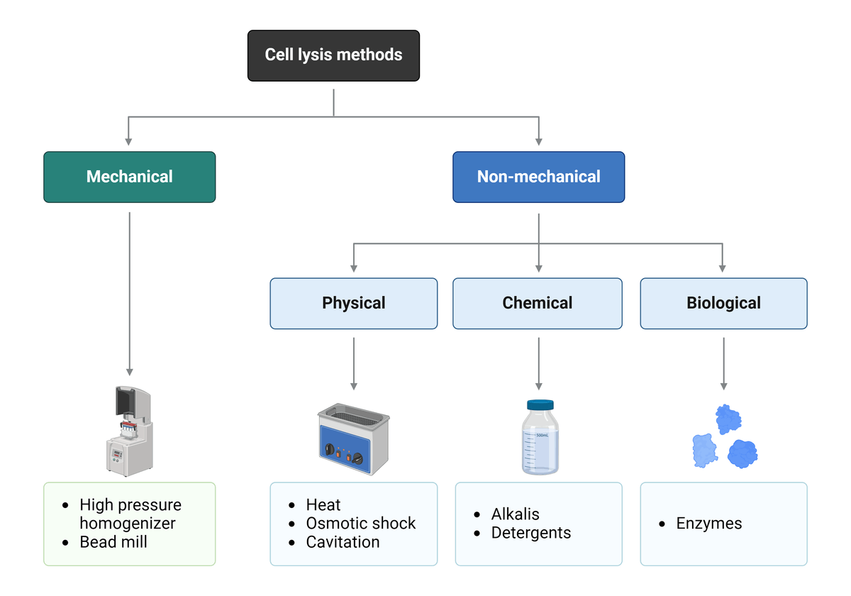 Common methods of cell lysis