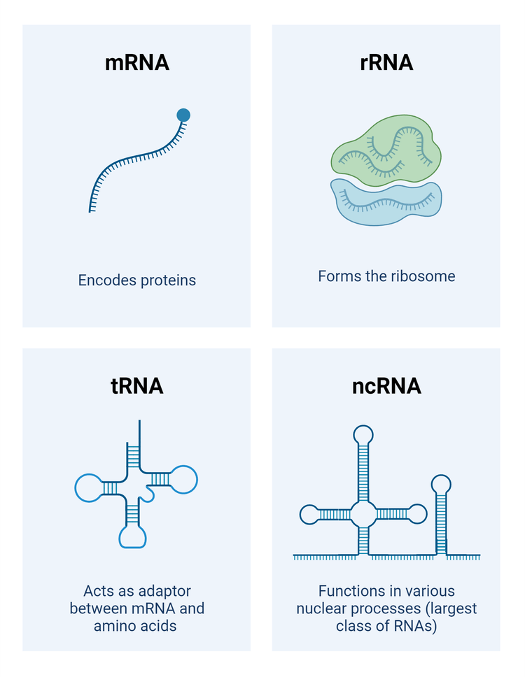 common nucleic acid types