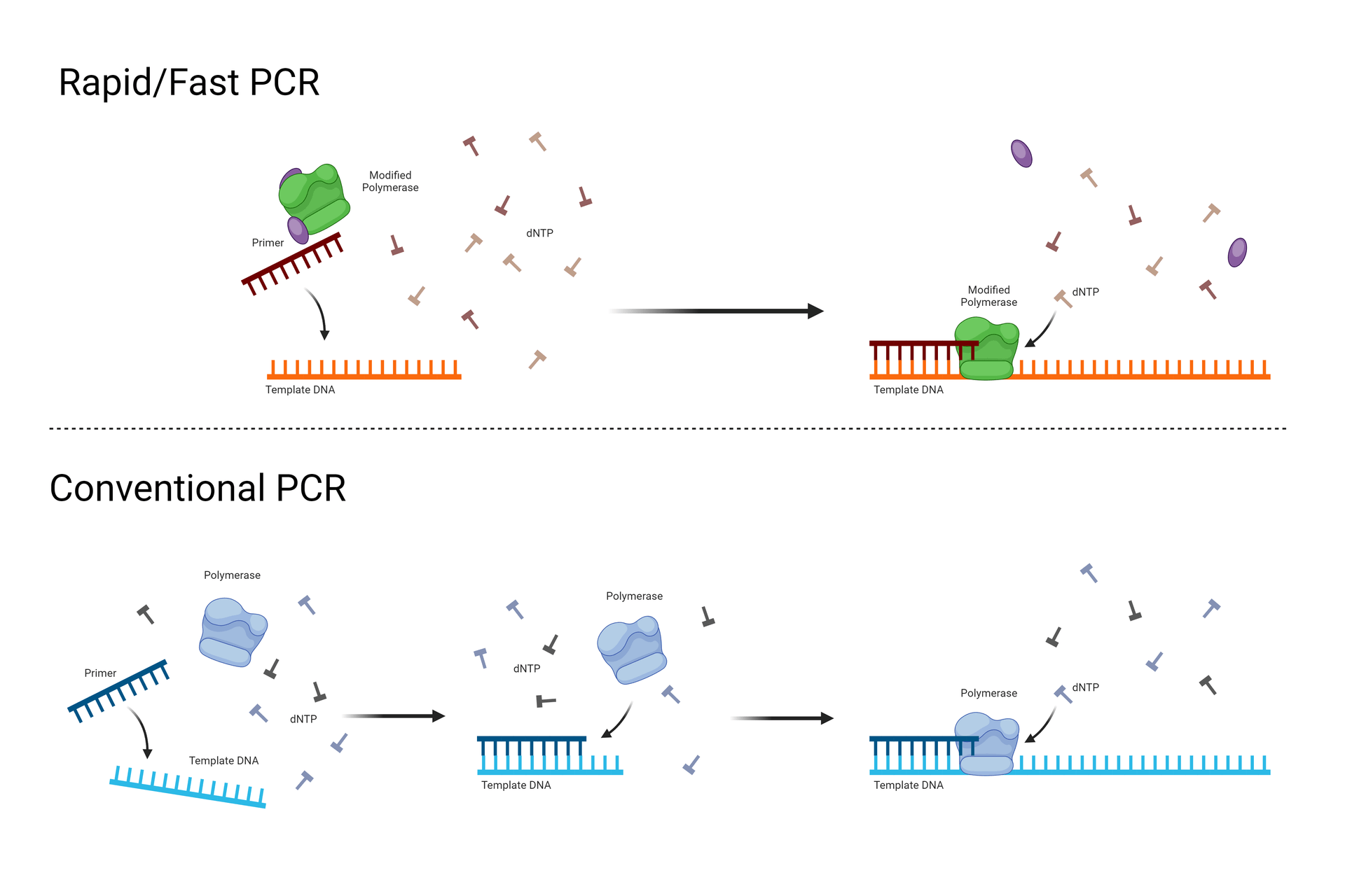 Fast PCR vs standardized PCR