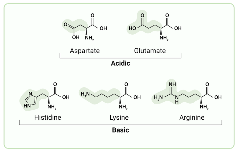 Amino acid structures