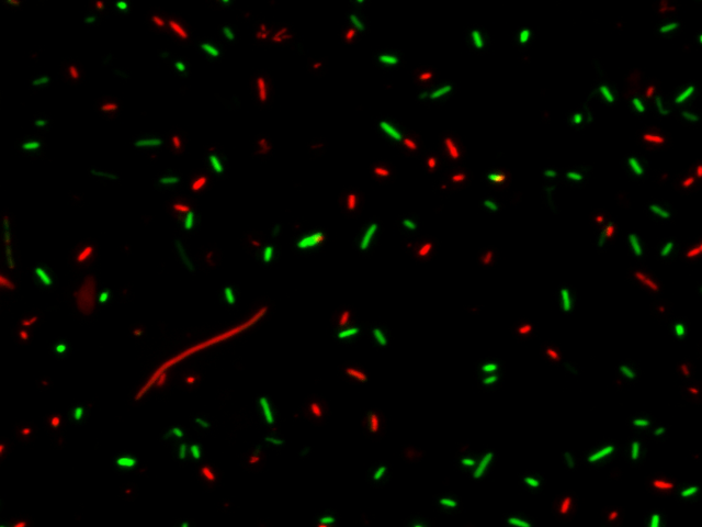 Live/Dead Bacillus subtilis