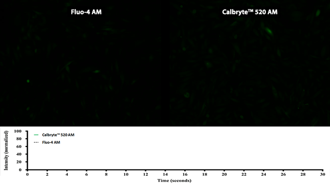 ATP-stimulated calcium response
