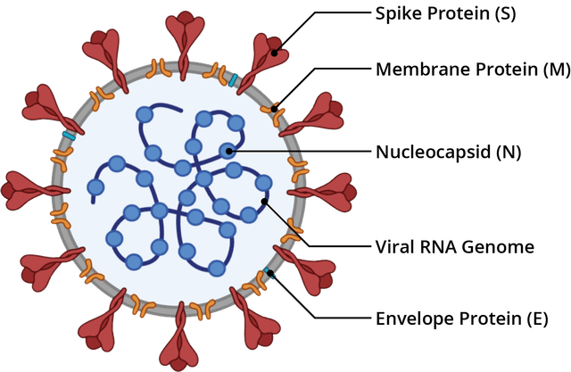 SARS-CoV-2 Structure