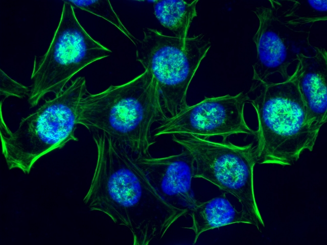 DAPI spectra