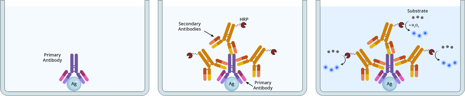 Colorimetric Indirect ELISA