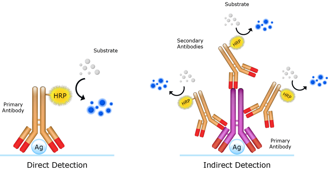 direct and indirect antigen detection