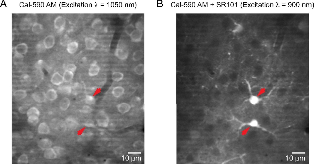 Astrocytes with Cal-590