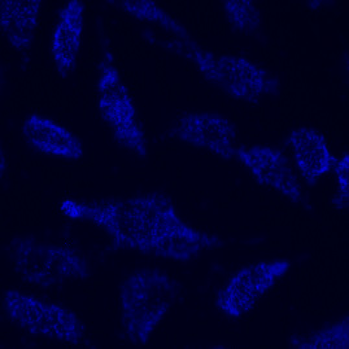 MitoLite™ Blue FX490 stain