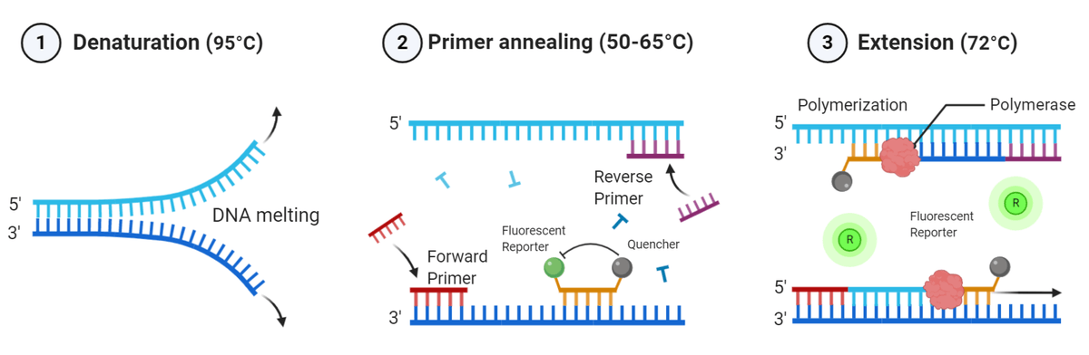 Probe-based qPCR