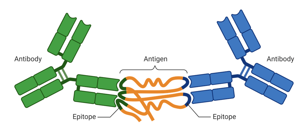 Antigen recognition