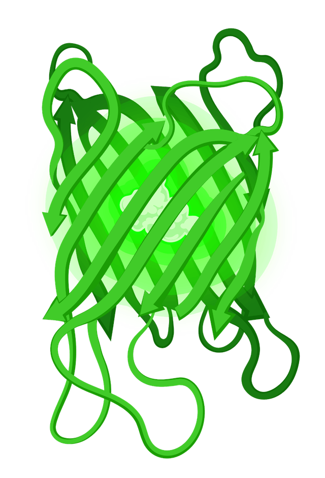 GFP