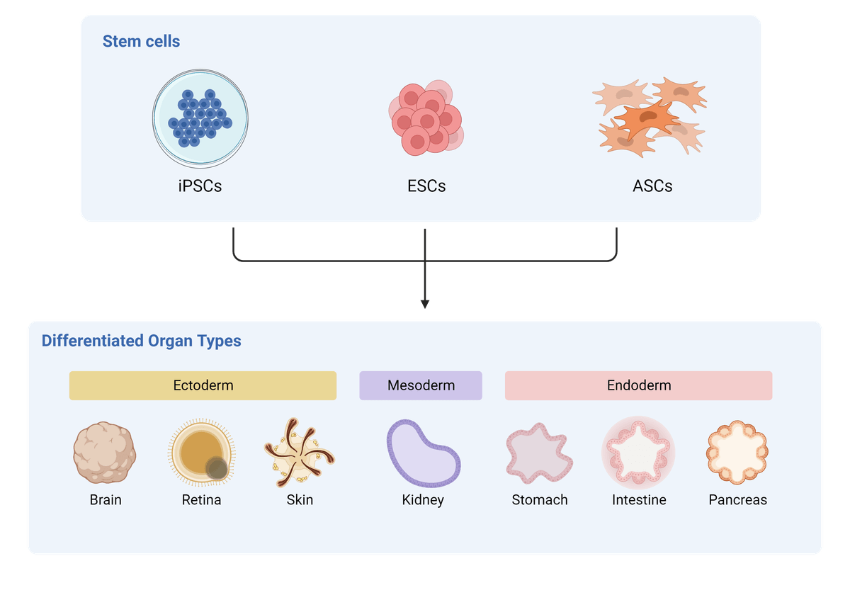 Stem cell subtypes