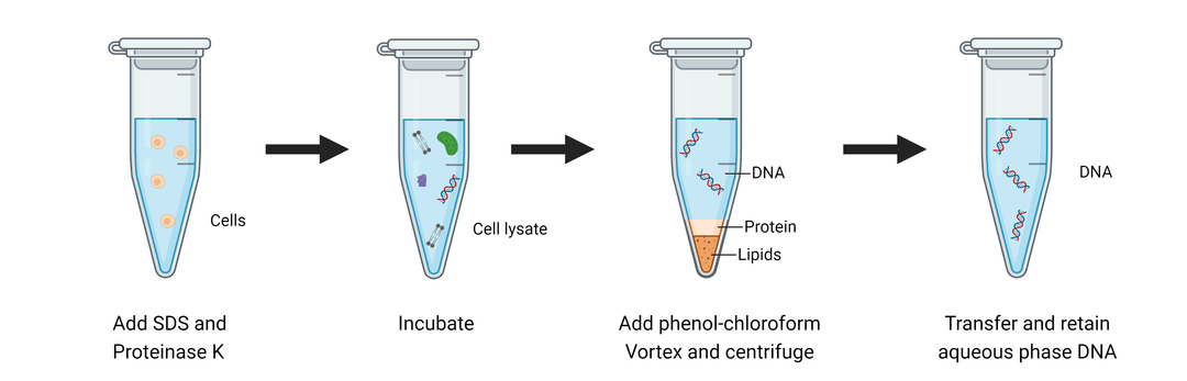 Overview of DNA Extraction Methods | AAT Bioquest