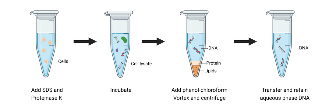 Overview Of Dna Extraction Methods Aat Bioquest