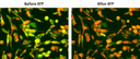 Endogenous P2Y receptor response to ATP in CHO-K1 cells. CHO-K1 cells were seeded overnight at a density of 40,000 cells per 100 µL per well in a 96-well black wall/clear bottom Costar plate. Next, 100 µL of 10 µM Cal-520ER™ AM in HHBS with 1 mM probenecid was added to each well. The cells were then incubated at 37 °C for 3 hours. In the final 30 minutes of incubation, the Cell Navigator® Live Cell Endoplasmic Reticulum (ER) Staining Kit *Red Fluorescence* (Cat# 22636) was added to stain the ER. After incubation, the dye-loading mediums were replaced with 100 µL HHBS containing 1 mM probenecid. The cells were imaged with a fluorescence microscope (Olympus IX71) using the FITC channel, both before and after the addition of 50 µL of 300 µM ATP.