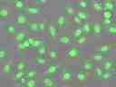 <strong>CYTO-13 live-cell nucleic acid stain.</strong><br>Live HeLa cells were stained with 2.5uM CYTO-13 (Cat# 17553) for 20 minutes at 37&deg;C, and washed once with HH buffer. The photo was acquired with FITC&nbsp; filter set and differential interference contrast (DIC) sequentially in a fluorescence microscope.