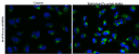 HeLa cells were stained with DAP Green in complete media, followed by serum starvation to induce autophagy. Cells were then counter-stained for nuclear staining using Hoechst 33342 (#22657).