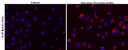 HeLa cells were stained with DAP Red in complete media, followed by serum starvation to induce autophagy. Cells were then counter-stained for nuclear staining using Hoechst 33342 (#22657).