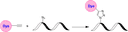 Schematic illustrating the azide–alkyne cycloaddition (“click chemistry”) between an alkyne‐functionalized dye and an azide‐presenting biomolecule. In the presence of a copper catalyst (CuAAC) or under strain‐promoted conditions (SPAAC), the azide and alkyne react to form a stable 1,2,3‐triazole linkage. This highly selective and robust reaction proceeds under mild conditions, tolerates a wide range of functional groups, and is frequently used to label proteins, nucleic acids, and other biomolecules for imaging, proteomics, and high‐throughput assays.